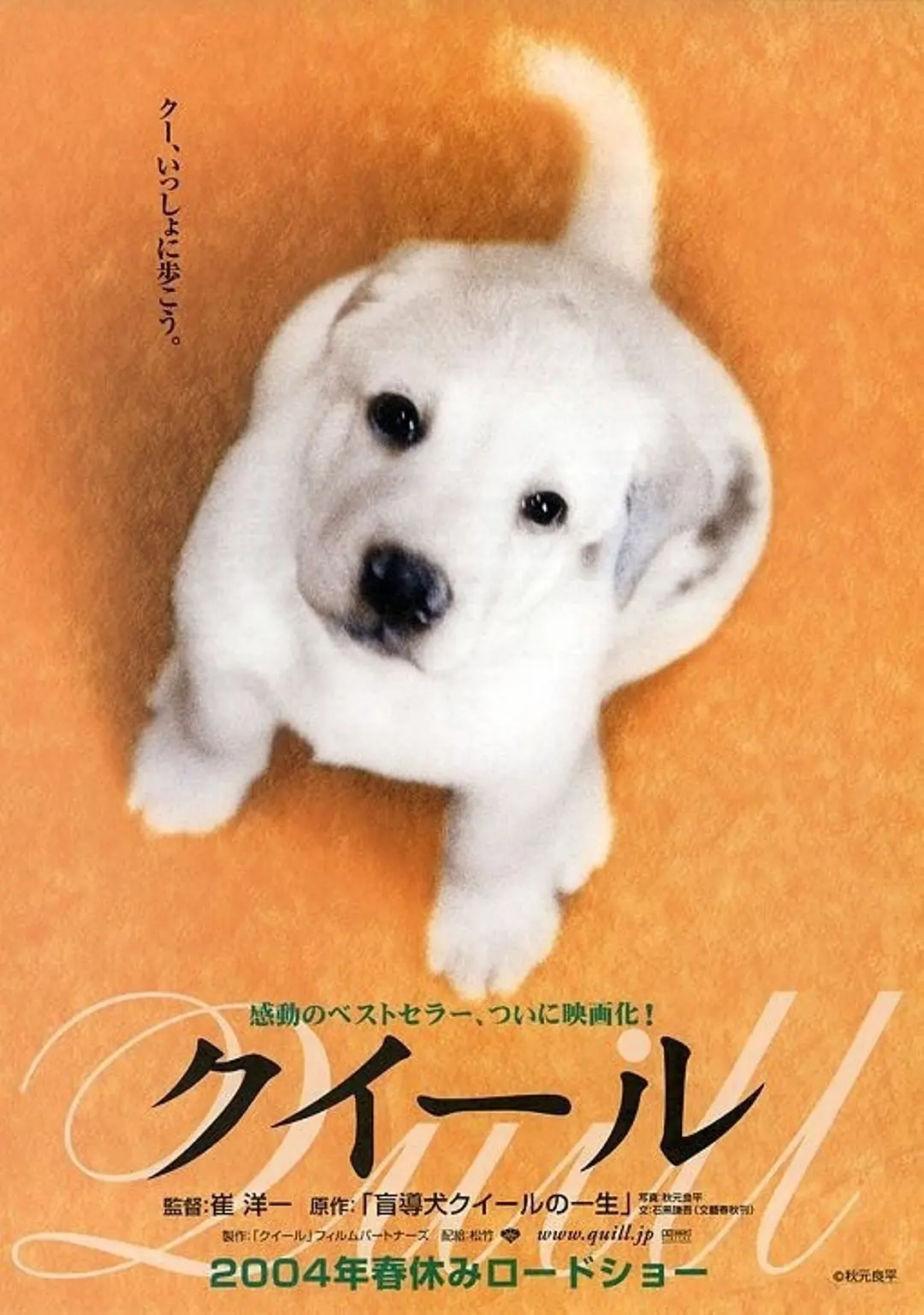 Featured image of post 《导盲犬小Q》(Quill)：生命互赠的克制与深情