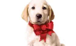 Featured image of post 《马利与我》(Marley & Me)：中产阶级生活的失控隐喻与无条件奉献的诗篇